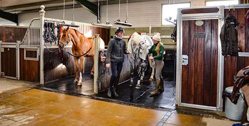 Infrared Heat designed for horse health